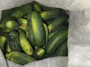 Огурцы