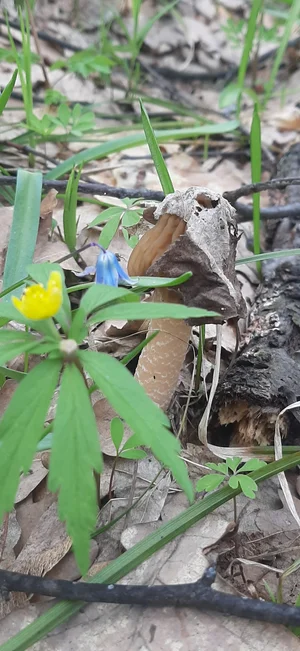 Сморчковая шапочка