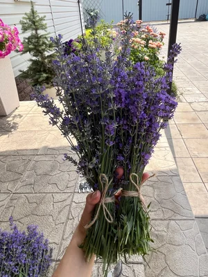 Лаванда садовая