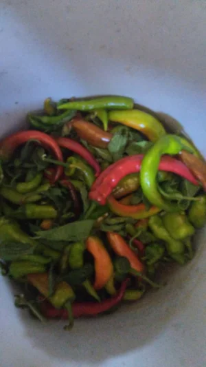 Картофель