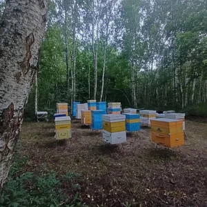 Мед