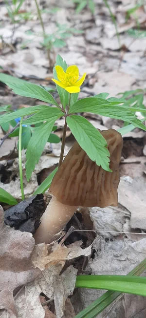 Сморчковая шапочка