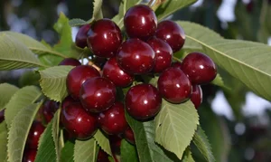 Саженцы черешни