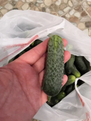 Огурчики