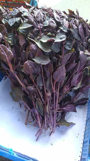 Картофель домашний