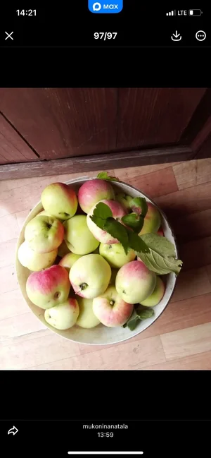 Картофель