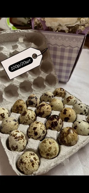 Куры домашние