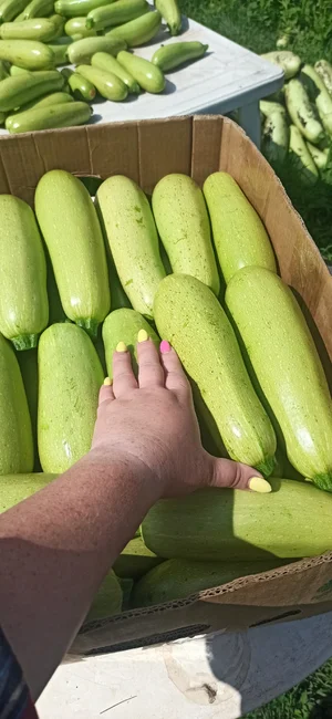 Кабачок