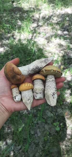 Маринованные подосиновики