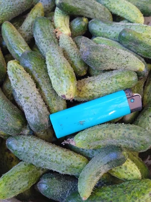 Огурцы для засолки