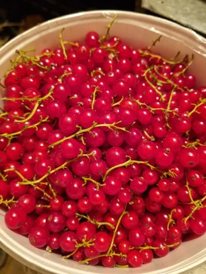 Красная смородина