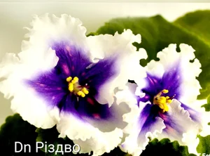 Детки фиалочек