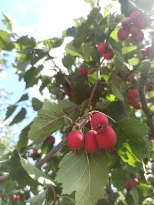 Боярышник плоды