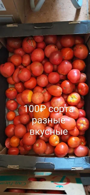 Помидоры разные