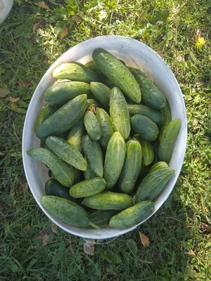 Огурцы