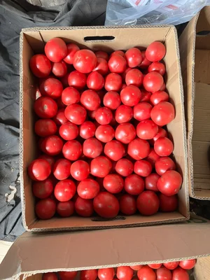 Розовый крупный помидор