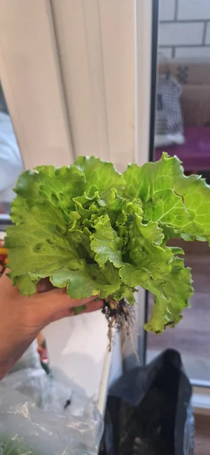 Черешня бордо