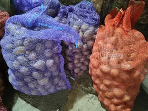 Семенной картофель