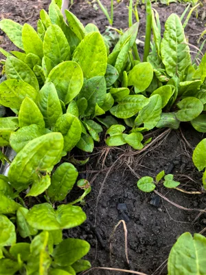 Щавель ранний