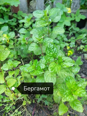 Сортовая мята