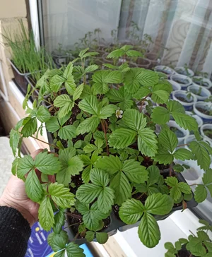 Чёрная малина Кумберленд