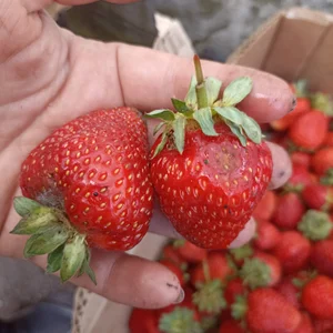 Куриное яйцо