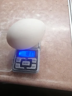 Гусиное яйцо