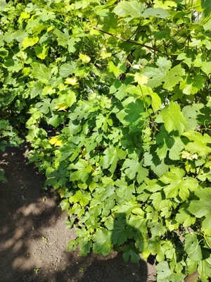 Петрушка
