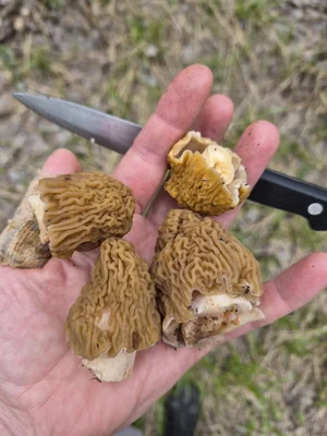 Сморчковая шапочка