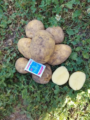 Картофель
