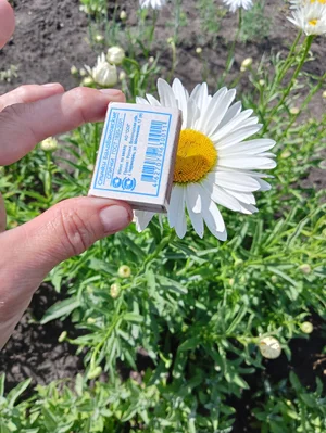 Ромашка садовая