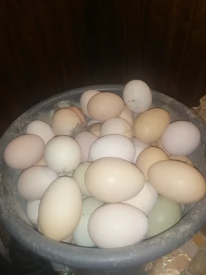 Яйцо куриное