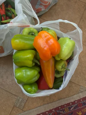 Болгарский перец