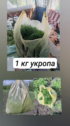 Укроп