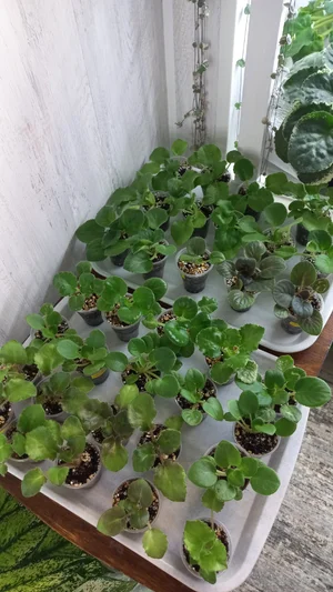 Детки фиалочек