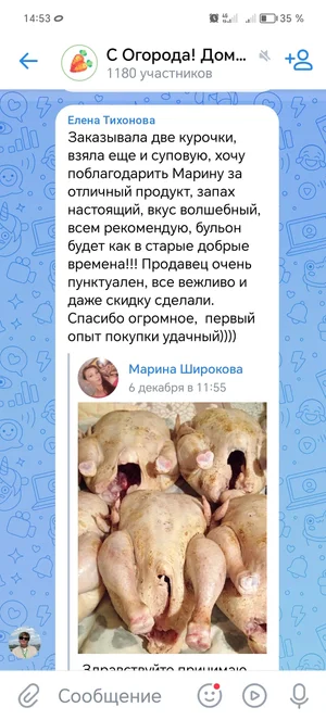 Курочки домашние молодые