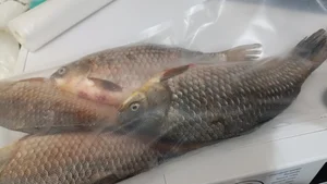 Донской карась