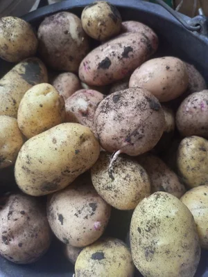 Помидоры крупные