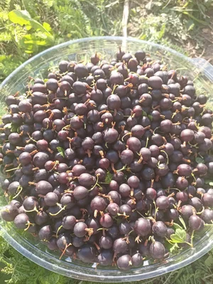 Крыжовник