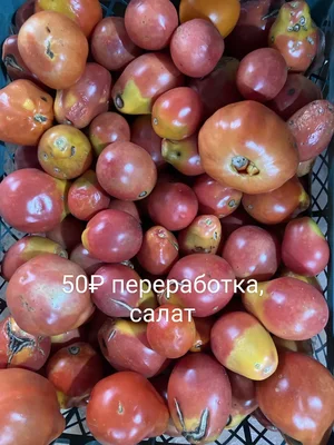 Огурцы