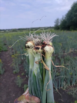 Лук с головкой