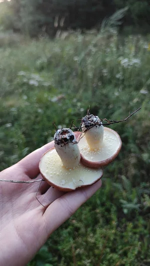 Маслята