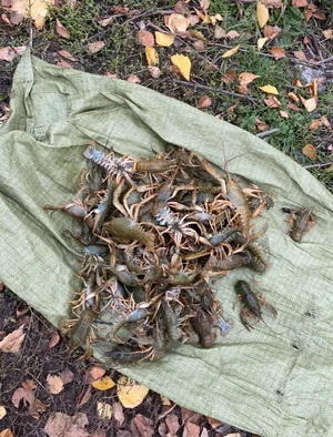 Раки