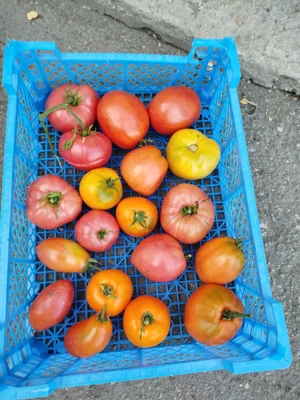 Картофель