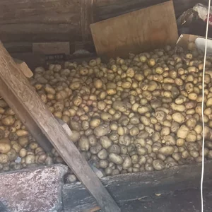 Картофель