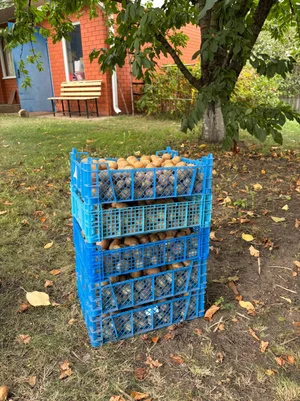 Бэби-картофель