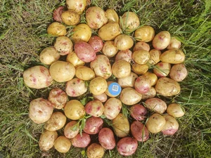 Молодой картофель