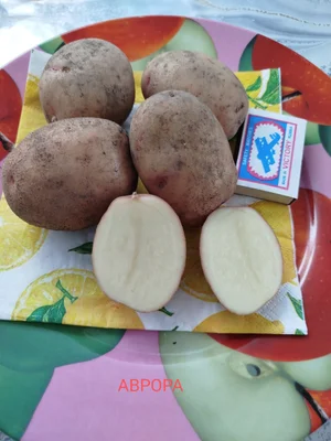 Картофель