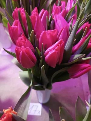 Цветок на луковице