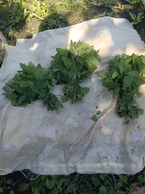 Базилик